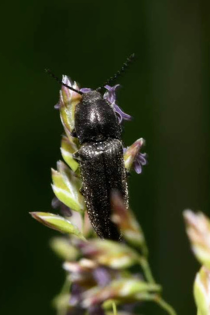 Cidnopus pilosus - szőrös pattanó