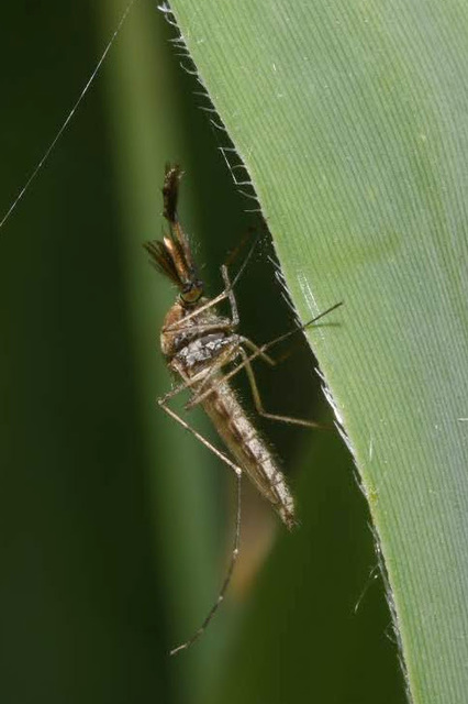 Aedes