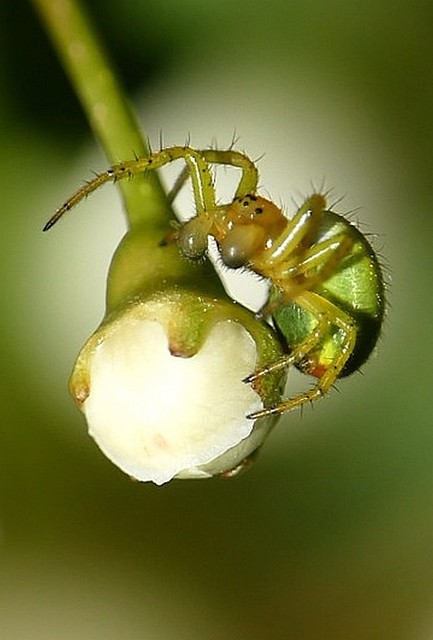 Araniella