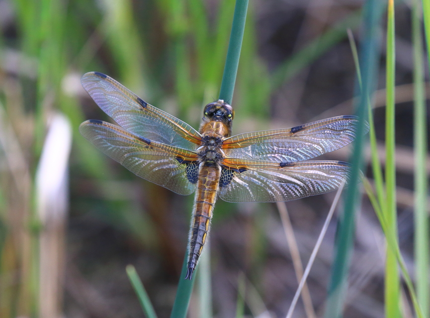 Libellula quadrimaculata - négyfoltos laposacsa
