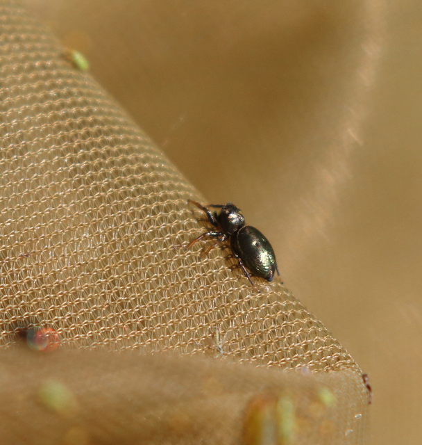 Heliophanus