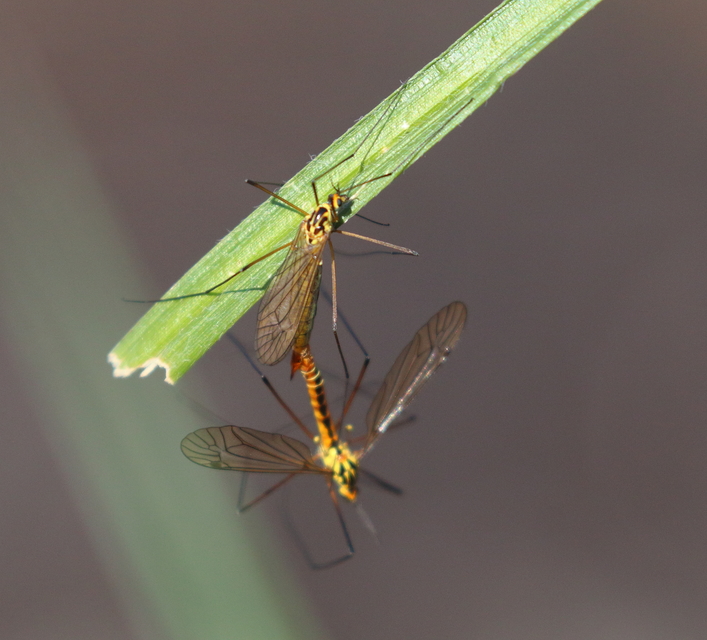 Nephrotoma submaculosa