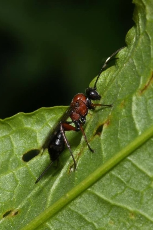 Xylophrurus augustus