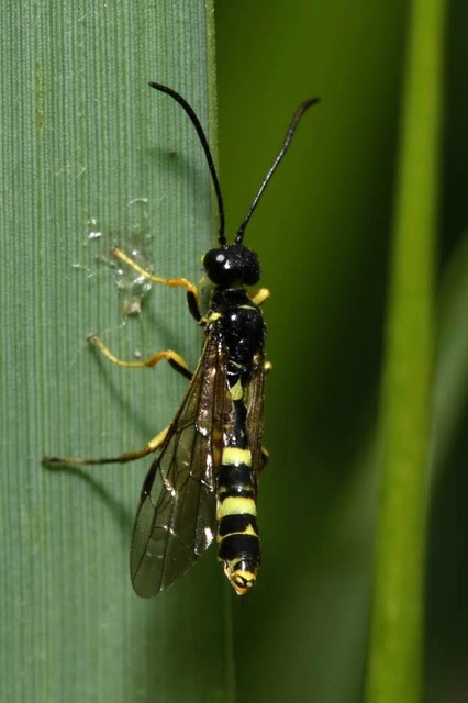 Cephidae - szalmadarazsak