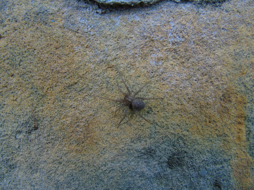 Tegenaria domestica - házi zugpók