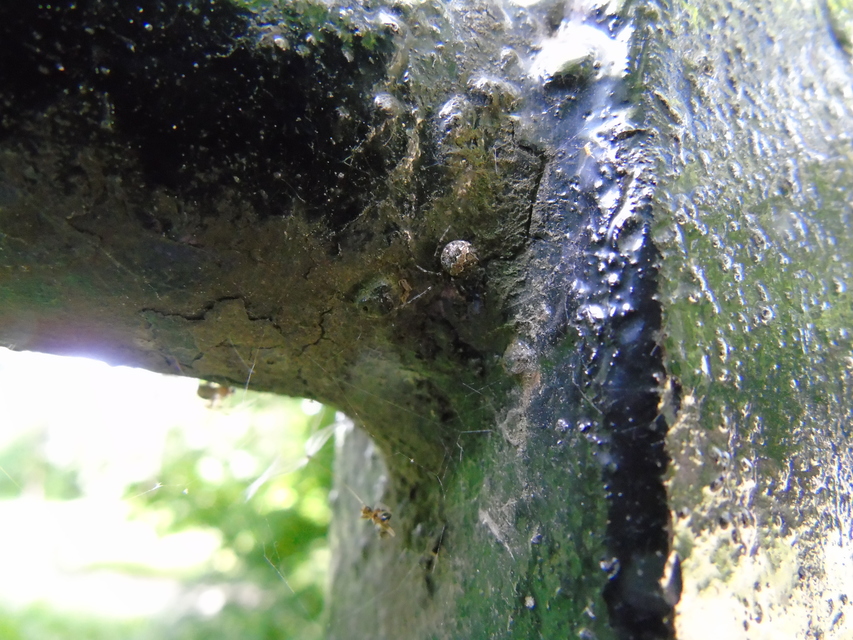 Theridion