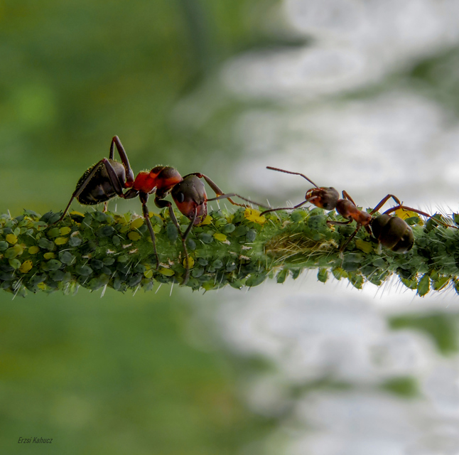 Formica pratensis - réti vöröshangya