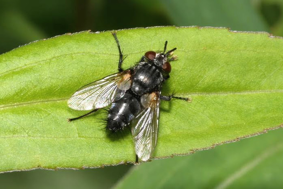 Voria ruralis - fekete fürkészlégy