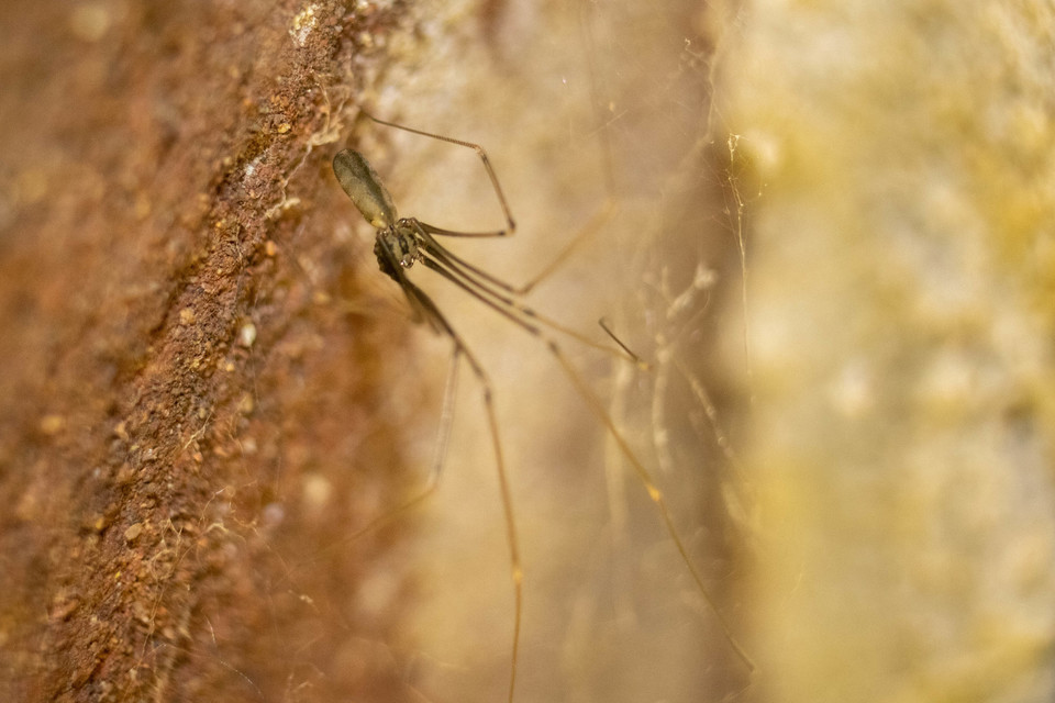 Pholcus opilionoides - kis álkaszáspók