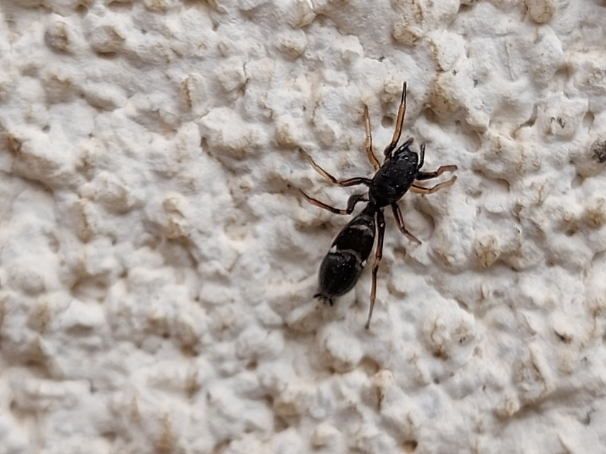 Leptorchestes berolinensis - fekete hangyautánzópók
