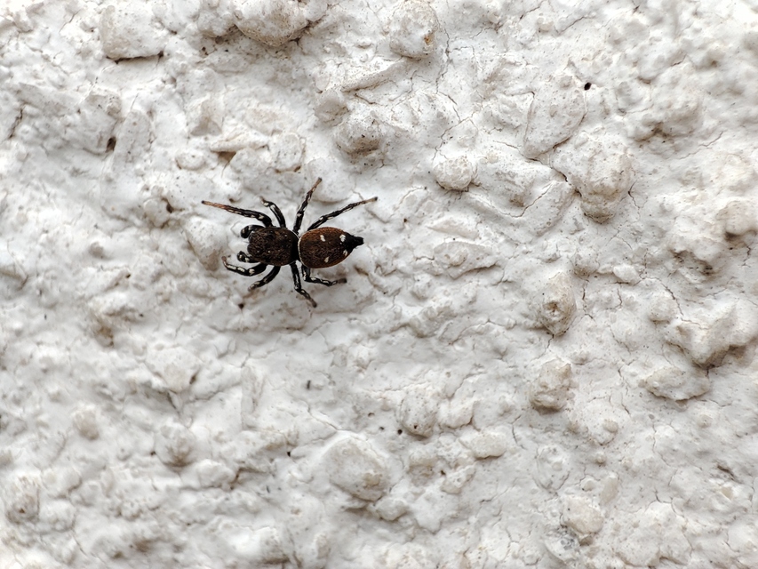 Heliophanus kochii - négypettyes ugrópók