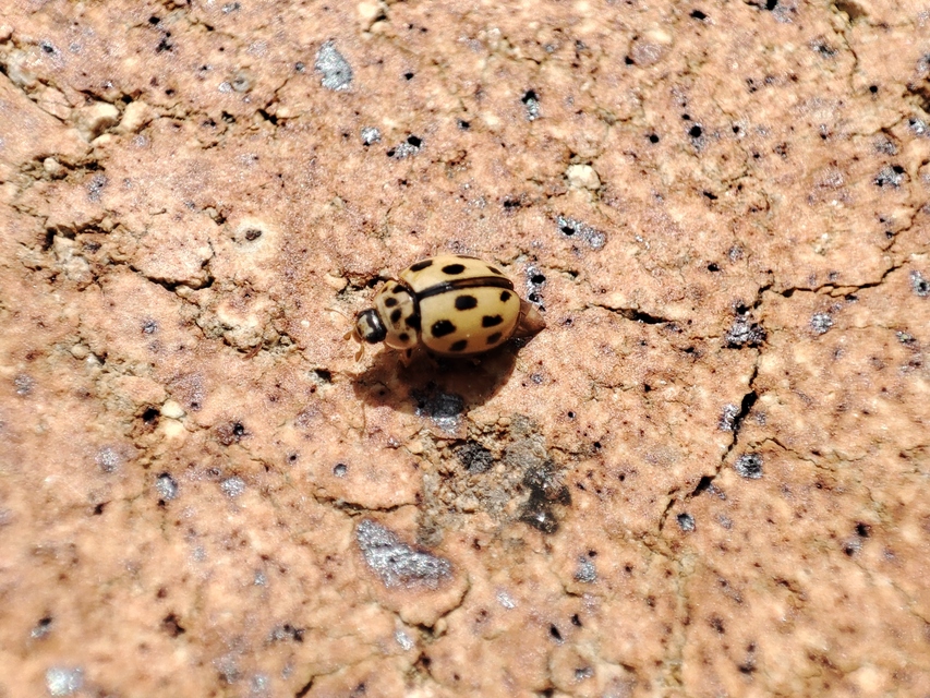 Propylea quatuordecimpunctata - tizennégypettyes füsskata