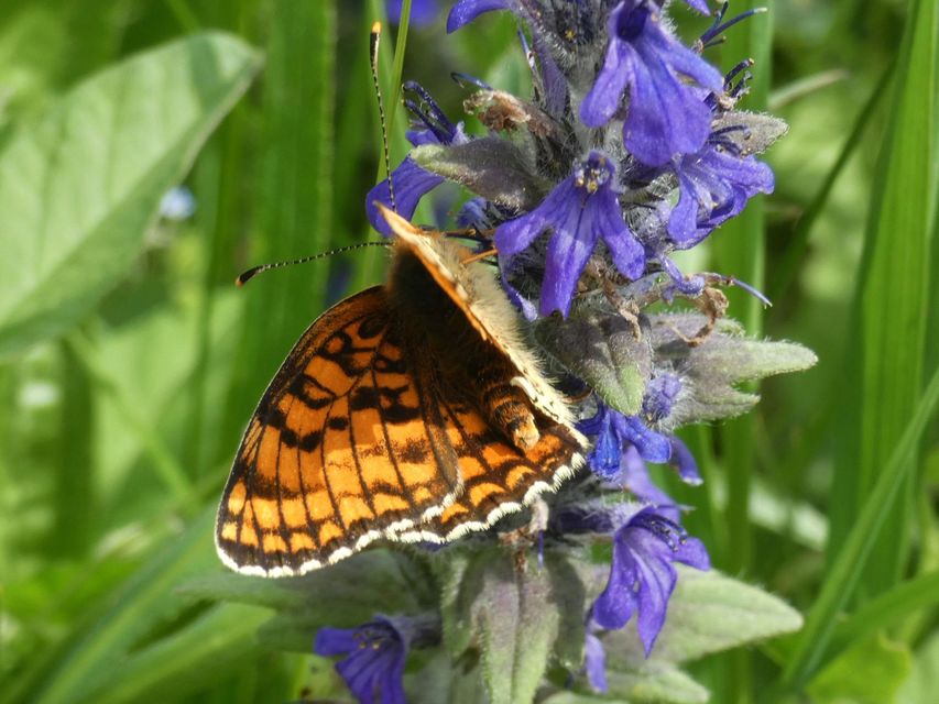 Melitaea phoebe - nagy tarkalepke