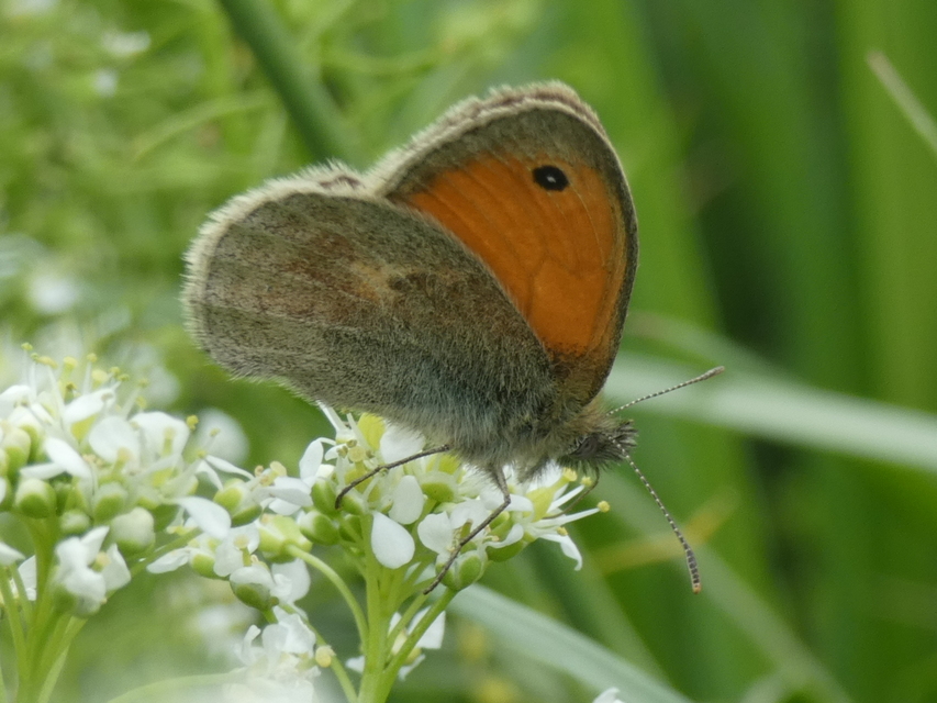 Coenonympha pamphilus - kis szénalepke