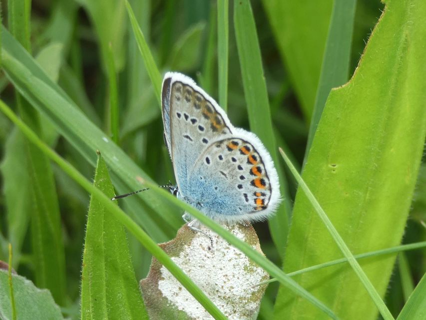 Plebejus argus - ezüstös boglárka