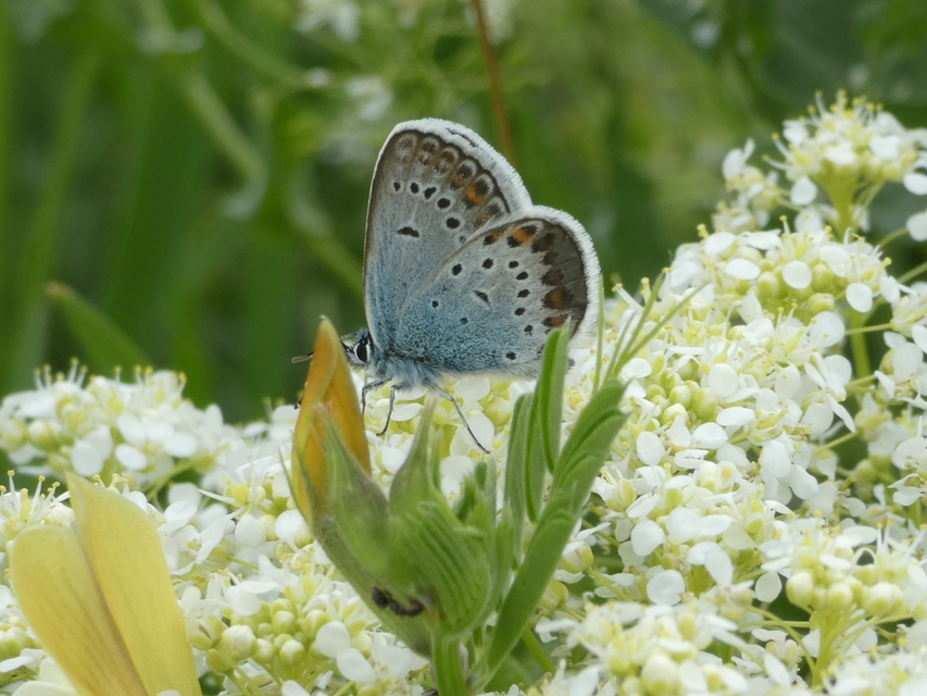 Plebejus argus - ezüstös boglárka