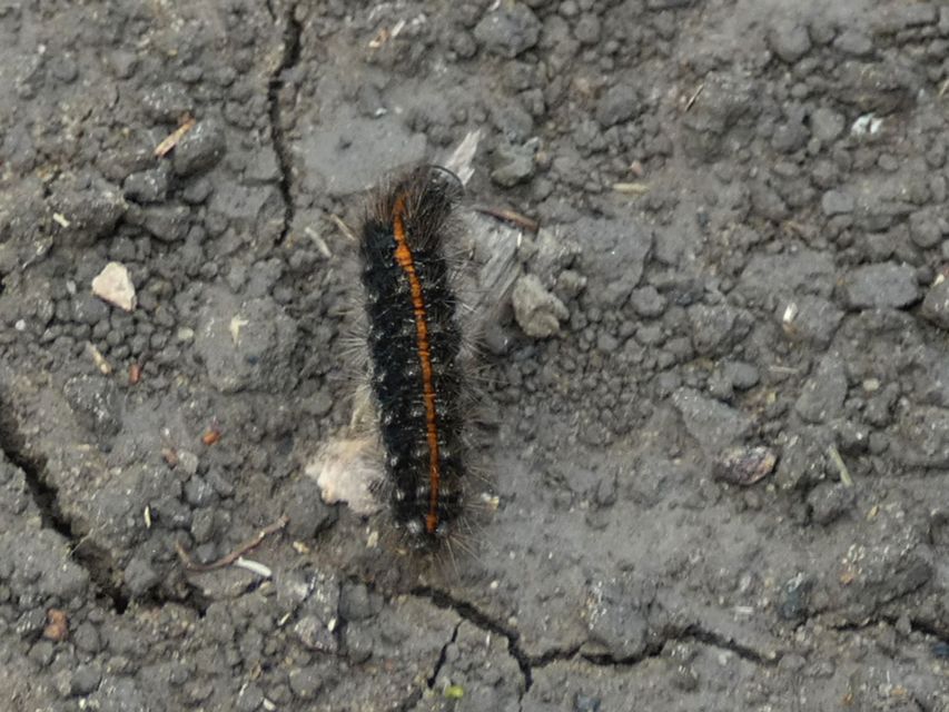 Spiris striata - csíkos molyszövő