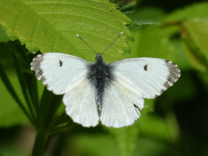 Anthocharis cardamines - hajnalpírlepke