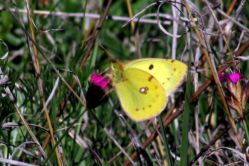 Colias alfacariensis - déli kéneslepke
