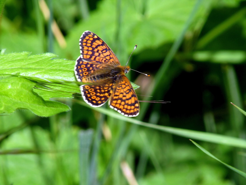 Melitaea cinxia - réti tarkalepke