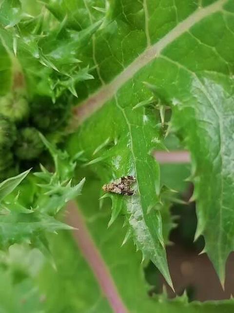 Tephritidae - fúrólégyfélék