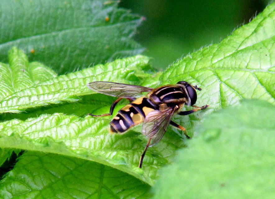Helophilus pendulus - közönséges mocsárilégy