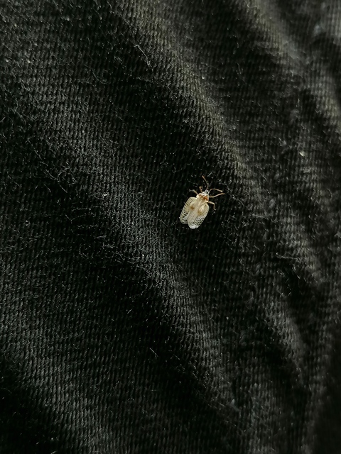 Corythucha ciliata - platán-csipkéspoloska
