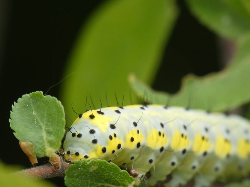 Diloba caeruleocephala - őszi kékesbagoly