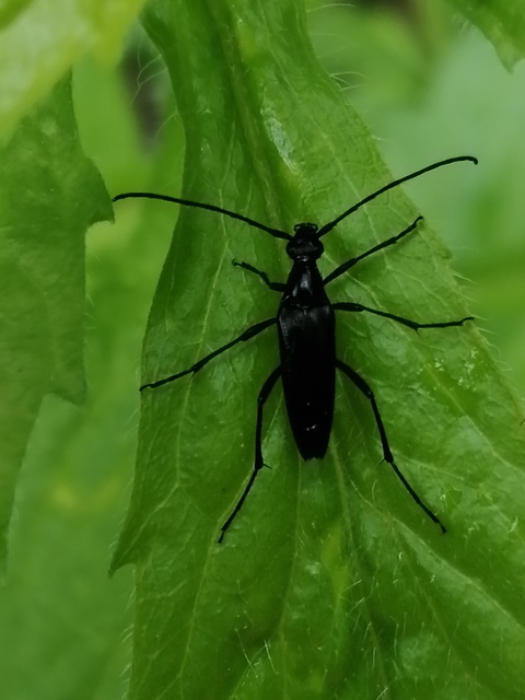 Stenurella nigra - fekete karcsúcincér