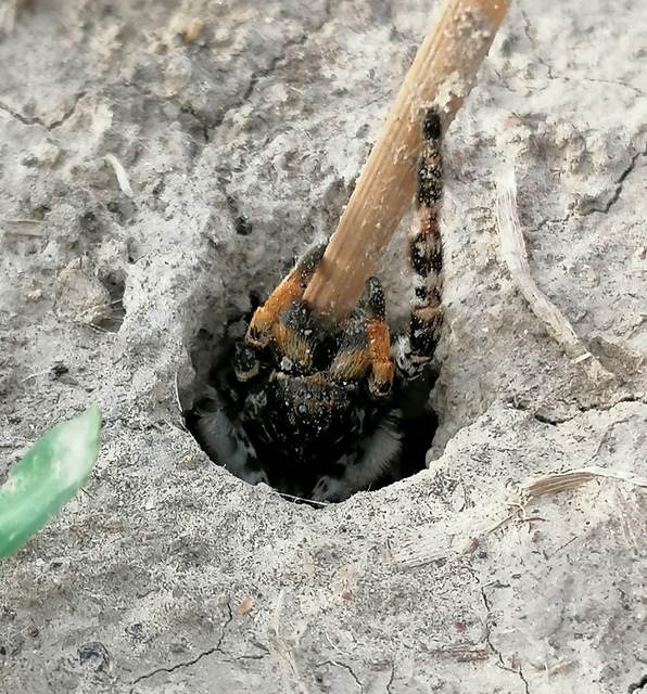 Lycosa singoriensis - szongáriai cselőpók