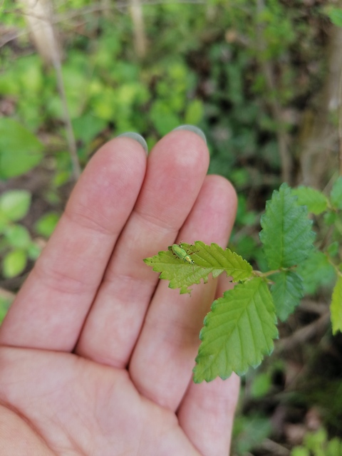 Phyllobius argentatus - ezüstös levélormányos