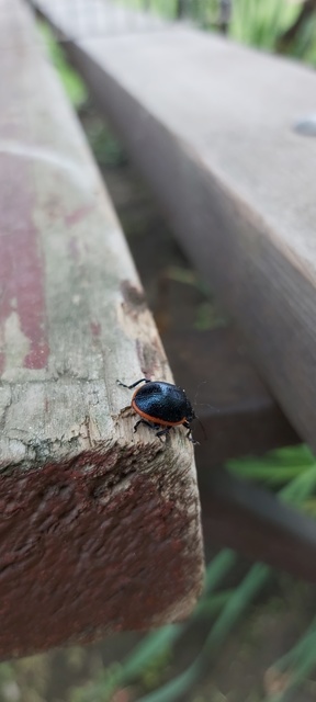 Chrysolina