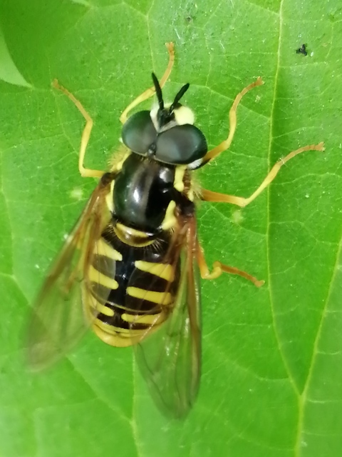 Chrysotoxum