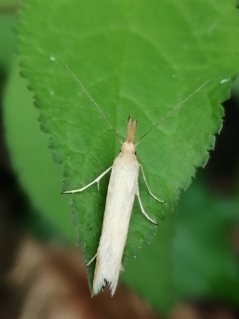Pleurota