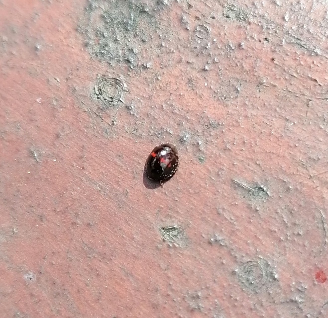 Chilocorus bipustulatus - szalagos szerecsenkata