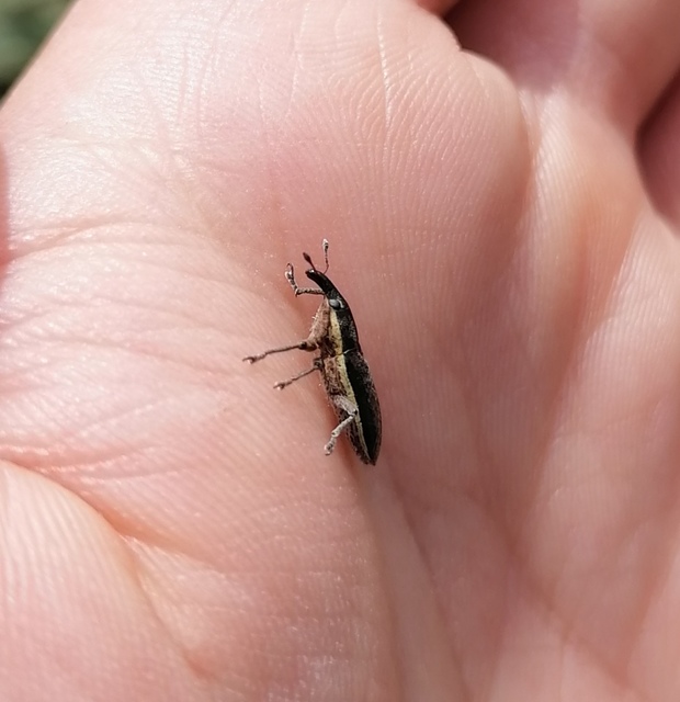 Lixus ochraceus - retek-dudvabarkó
