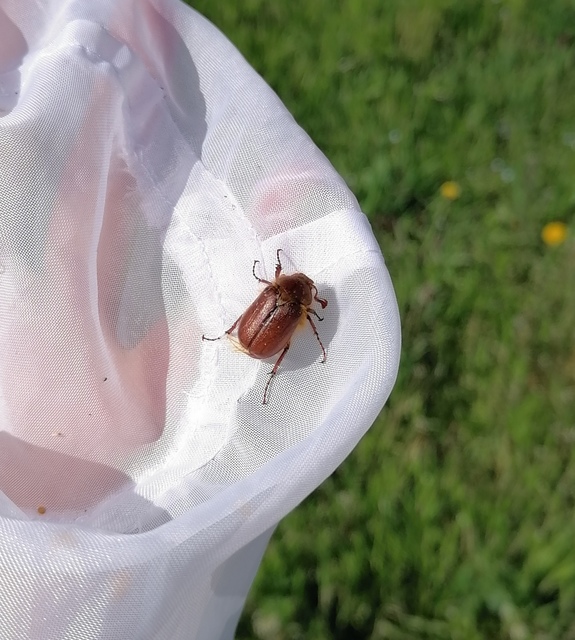 Holochelus aequinoctialis - tavaszeleji cserebogár