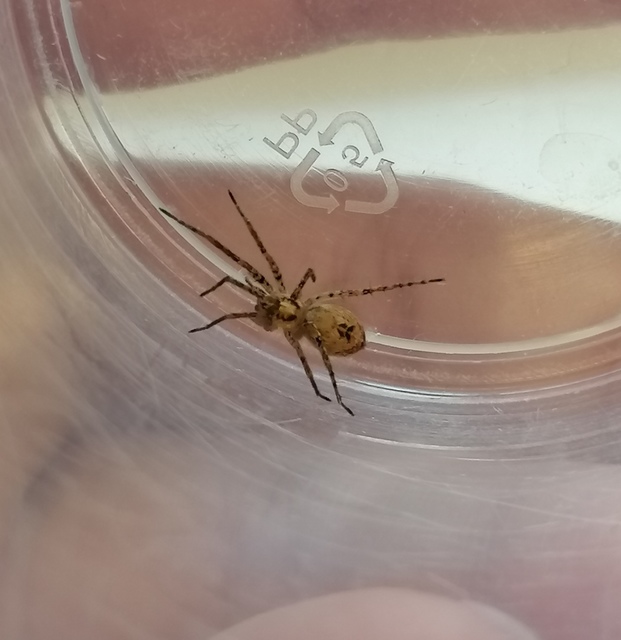 Anyphaena accentuata - jegyespók