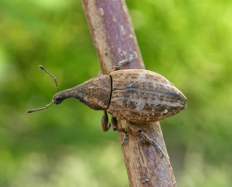 Lepyrus capucinus - pettyes fűzormányos