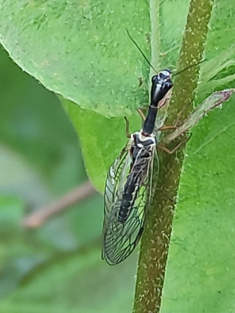 Raphidioptera - Tevenyakú-fátyolkák