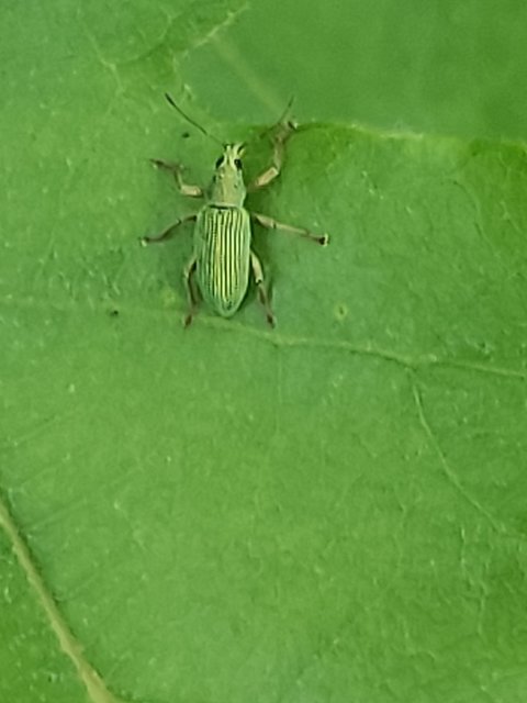 Polydrusus formosus - selymes lombormányos