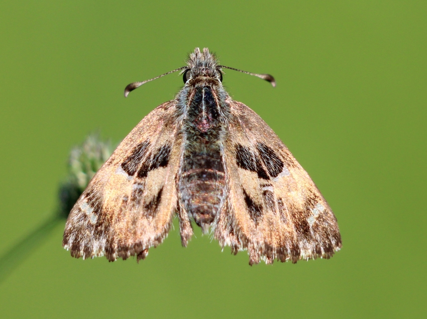 Carcharodus alceae - mályva-busalepke