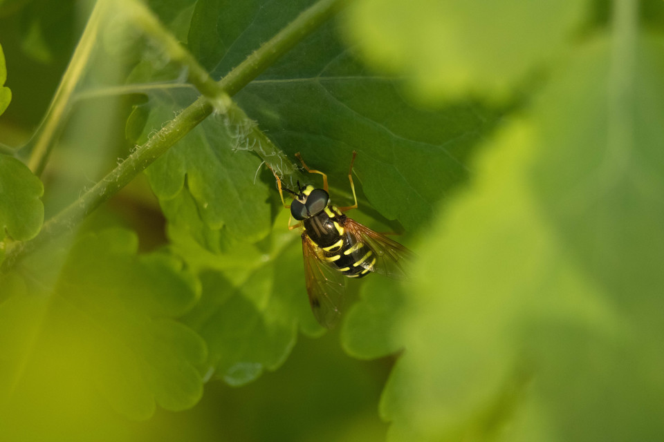 Chrysotoxum