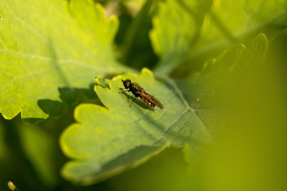 Chloromyia formosa - közönséges fémeslégy