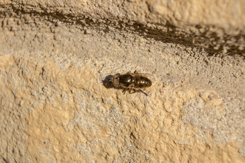Eristalinus aeneus - bronzos foltosszeműlégy