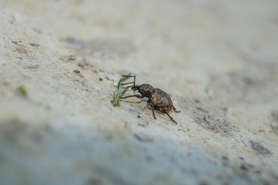 Otiorhynchus raucus - molyhos gyalogormányos