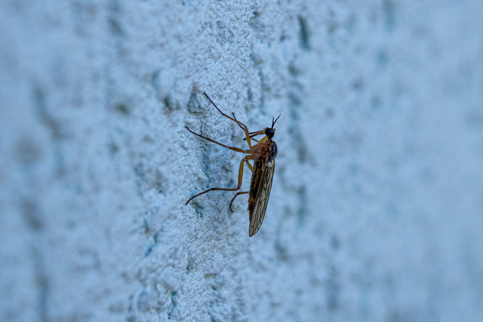 Empis