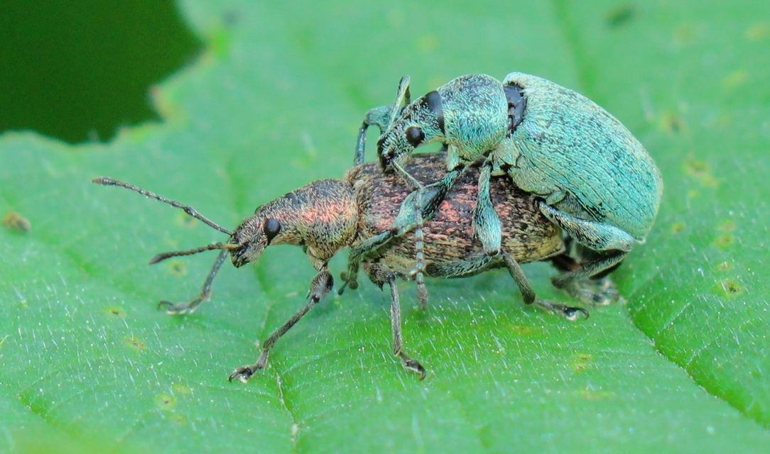 Phyllobius pomaceus - csalán-levélormányos