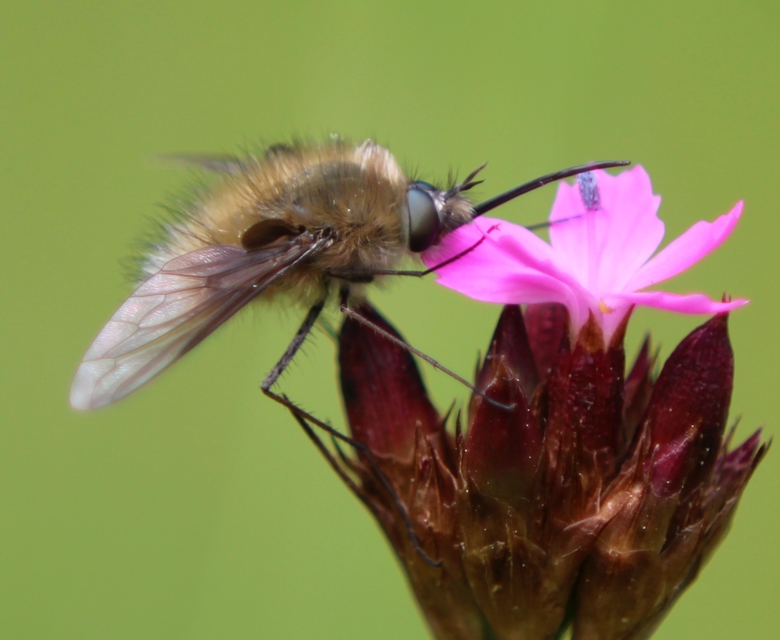 Bombylius venosus