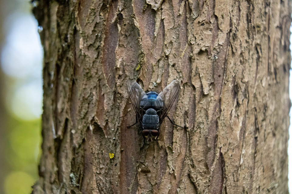 Calliphora